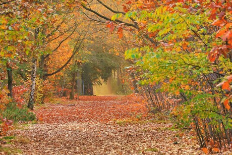 Wandelen naar het licht