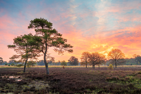 Zonsopgang Leersumseveld 
