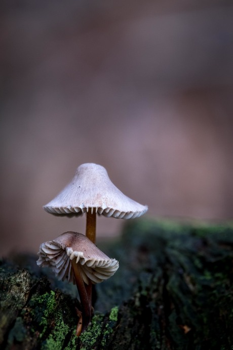 Fungus 3