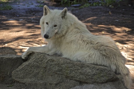 Witte Wolf