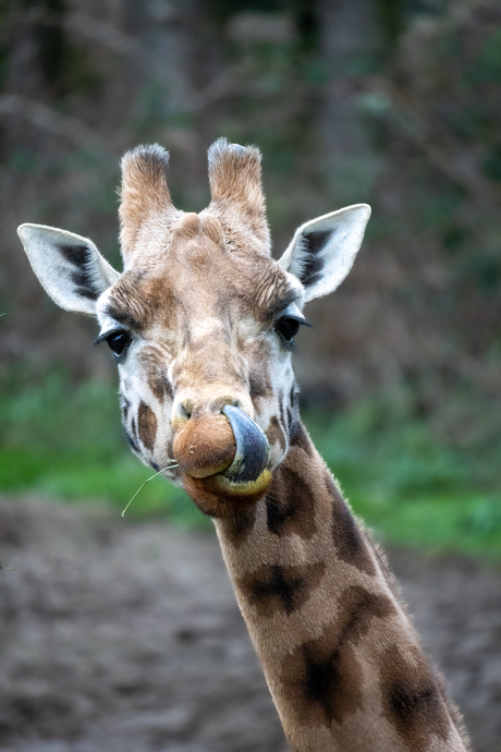 Giraffe met jeuk aan zijn neus