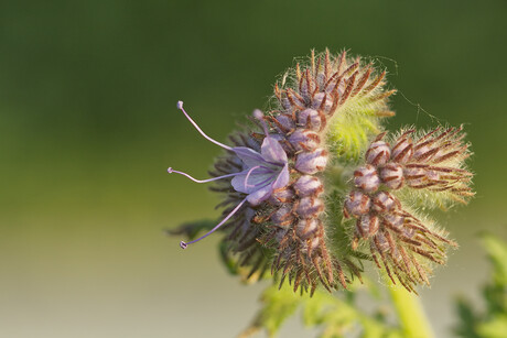 Phacelia