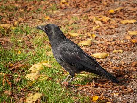 Zwarte kraai