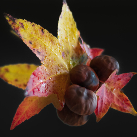 Kastanjes en herfstblad op spiegel