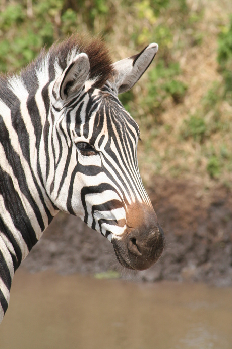 Zebra