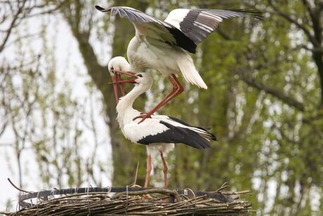 Parende Ooievaars
