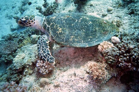 Zee Schildpad