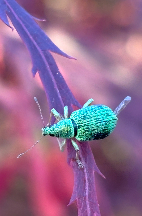 Zijdeglansbladsnuitkever