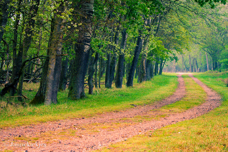 Amsterdamse Waterleidingduinen