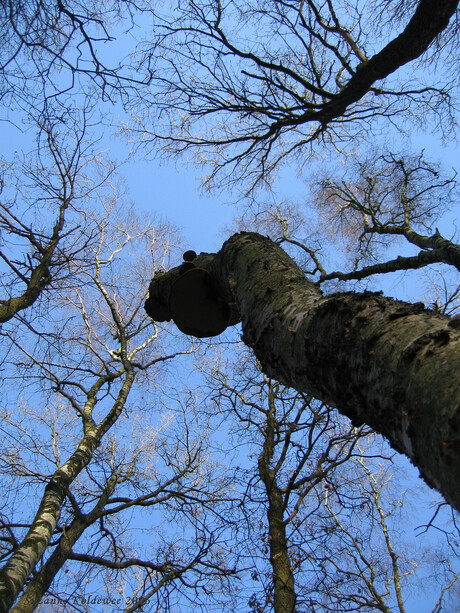 looking up