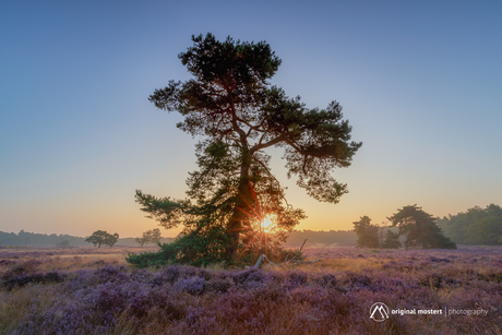 Lonesome Tree...