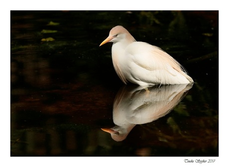 Koereiger