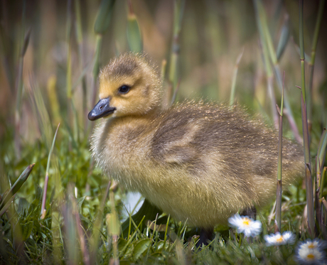 ***** Canadese gans kuiken II *****