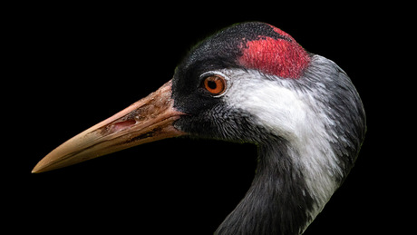 Common crane, Kranich, Grus grus