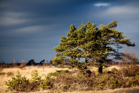 Kalmthoutse Heide