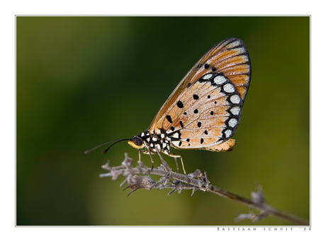 Thaise vlinder