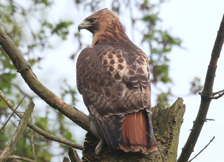 roodstaartbuizerd