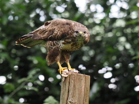 Buizerd