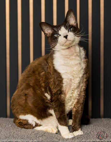Devon rex Gizmo ChaGIDAbuba 