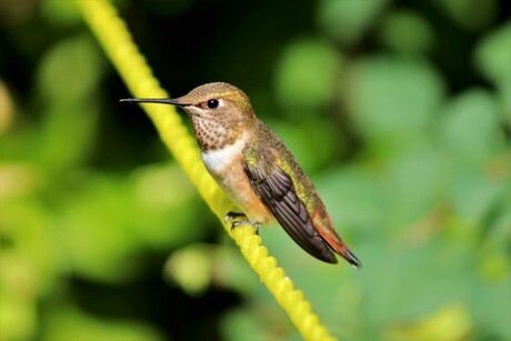 Rosse kolibrie