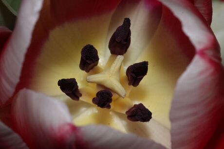 Tulp