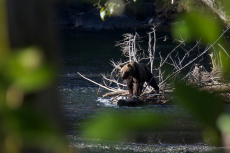 Grizzly in Bella Coola valley