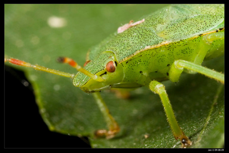 Groene stinkwants