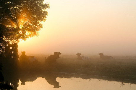 Koeien in de mist