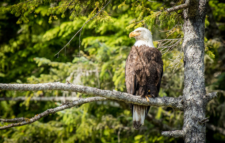 Bald Eagle