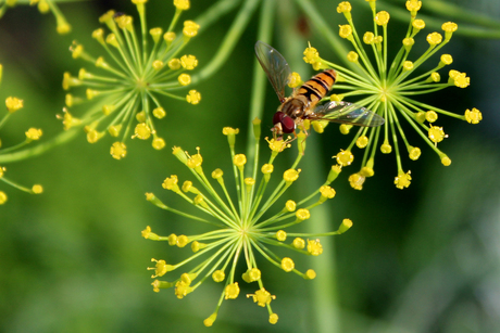 zomer in eigen tuin