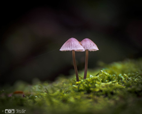 Paddenstoelen Macro