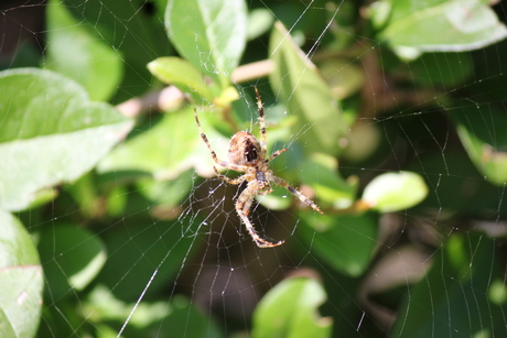 Spin in het web