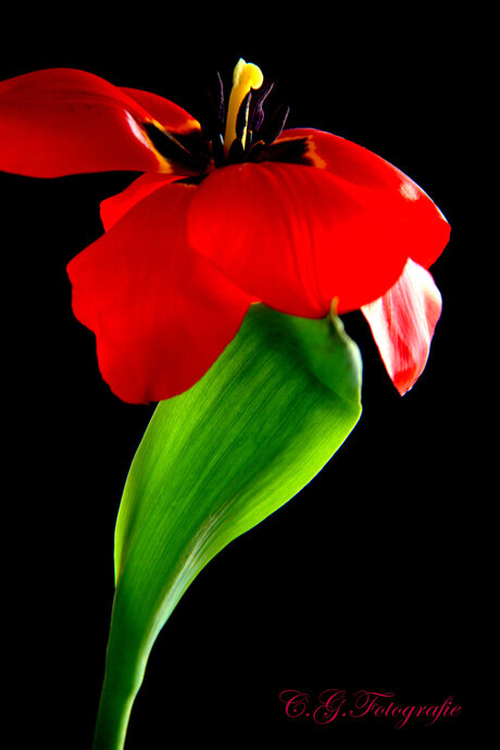 Tulp