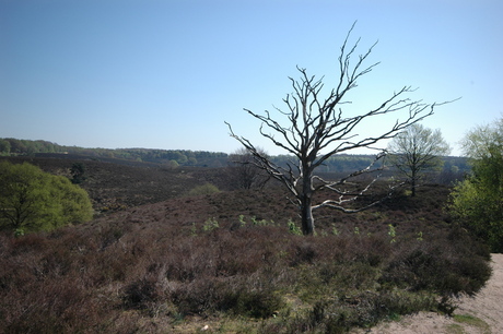 Veluwe