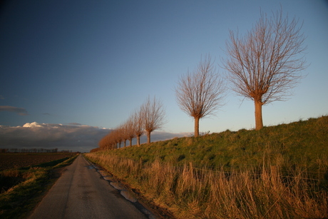 bomen in avondzon