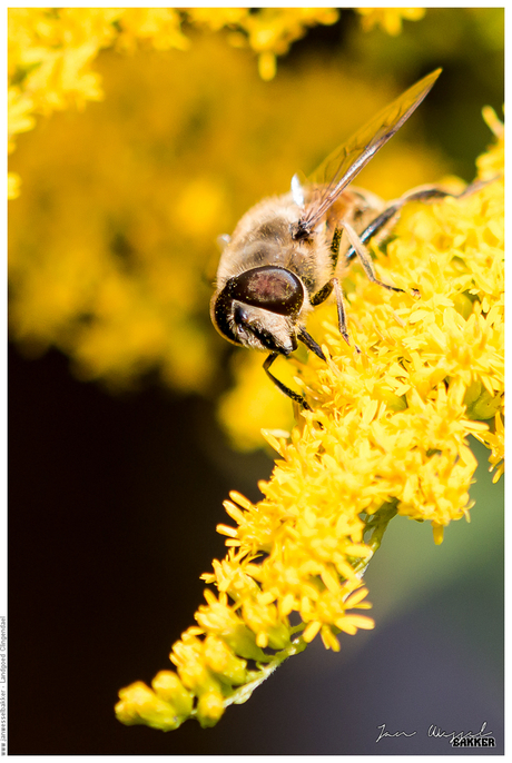 Hungry bee