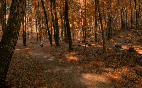 Herfst- Dunoplateau -Italiaanseweg