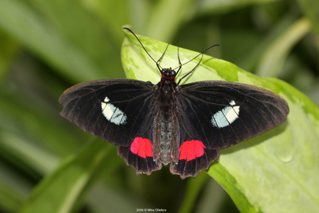 Papilio Anchisiades