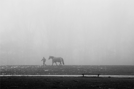 Fog horse