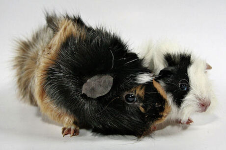 Cavia