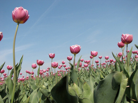 tulpen