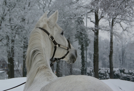 Wit paard in de sneeuw