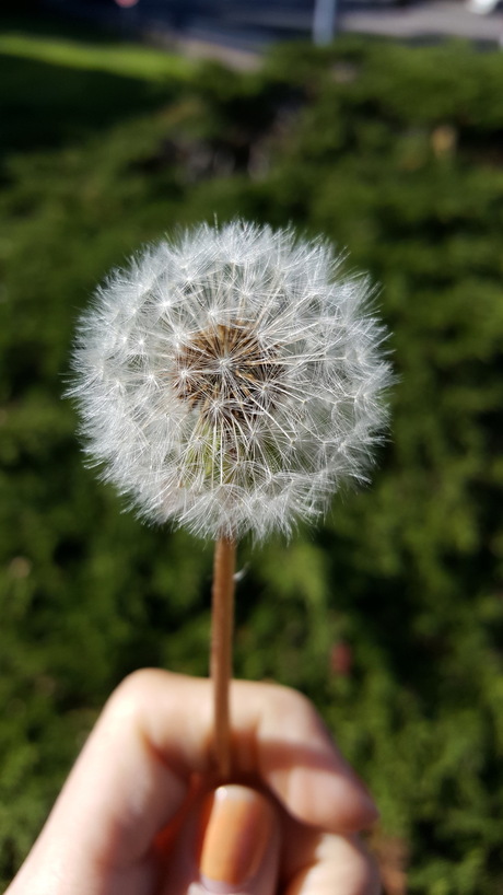 Pluizenbol van de paardenbloem.