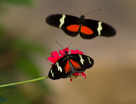 Inkomende vlinder