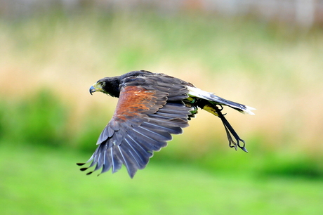 Lakeland Bird of Prey, Cumbria, England