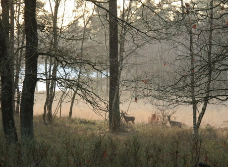 reeën aan de bosrand