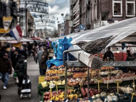 Spreeuw kijkt uit op de markt