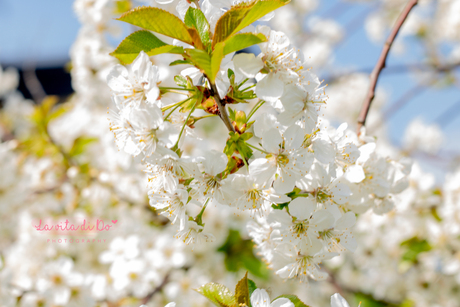 White flowers