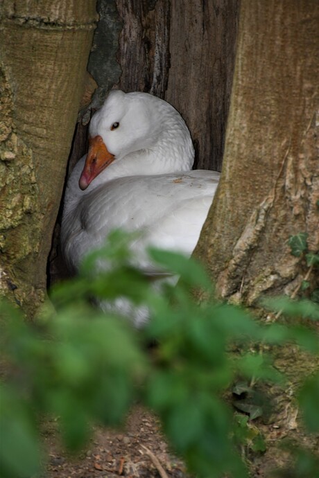 Broedende Gans in holle boom