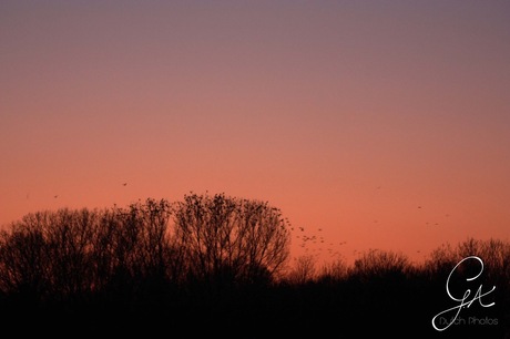 Dancing birds